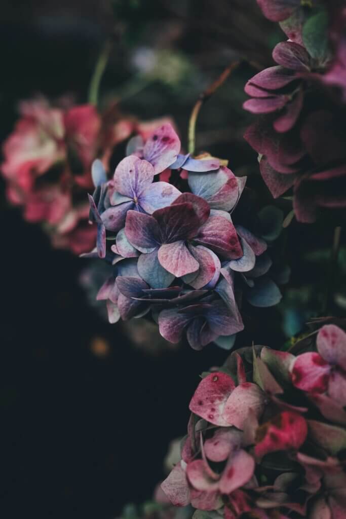 Hortensias fanés aux pétales violet et rose sur fond sombre — symbole de robustesse et de leadership antifragile