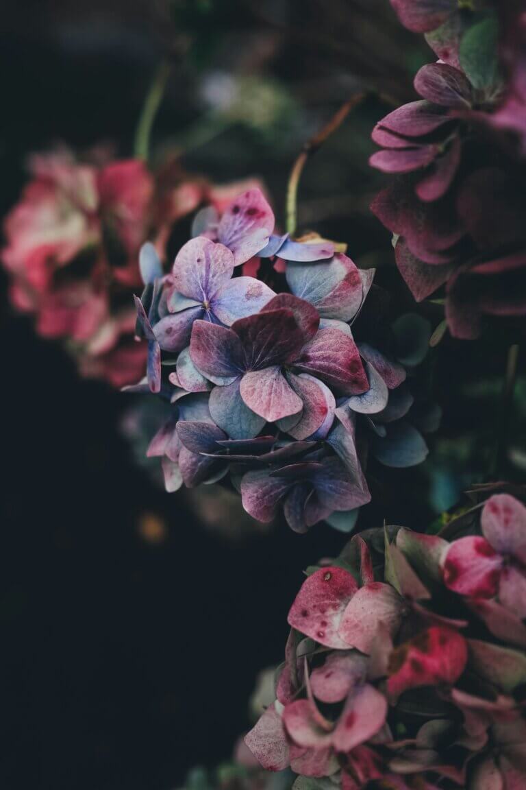 Hortensias fanés aux pétales violet et rose sur fond sombre — symbole de robustesse et de leadership antifragile